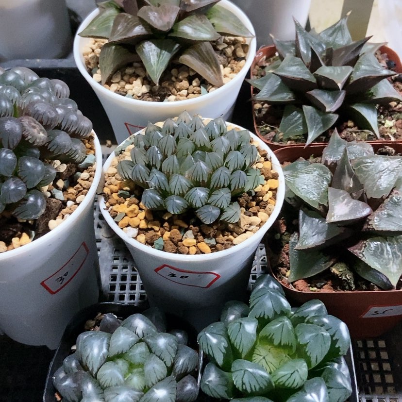 【闪购商品】酒吞冰灯七颗16