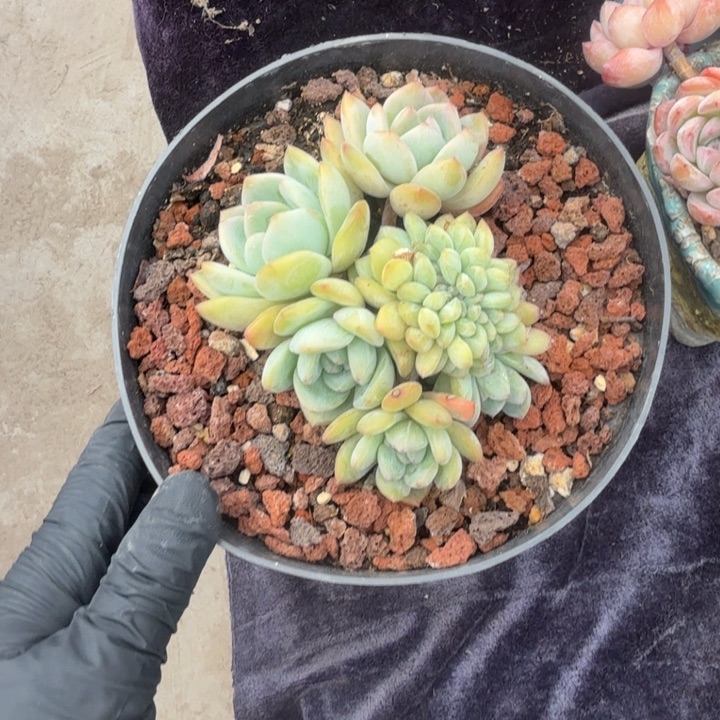 用****311厘米左右一组自拍的