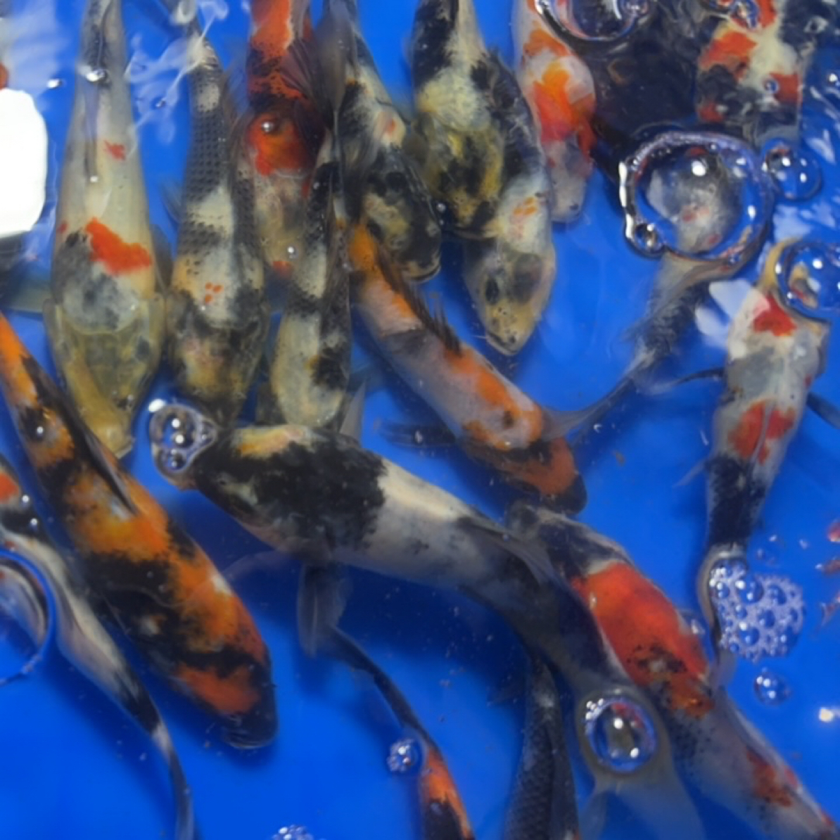 精品锦鲤鱼活体冷水