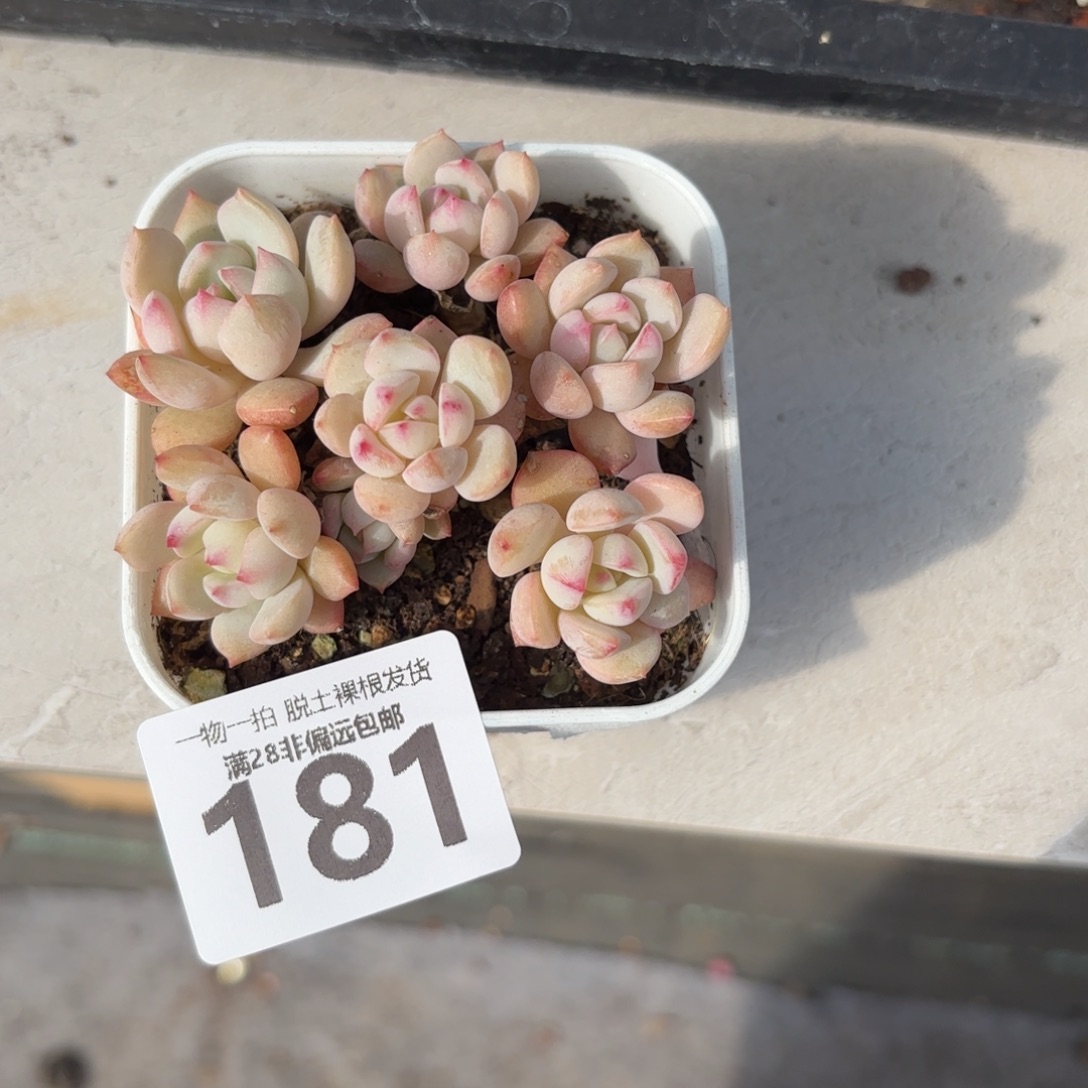 蜜桃格林老桩无盆土发货