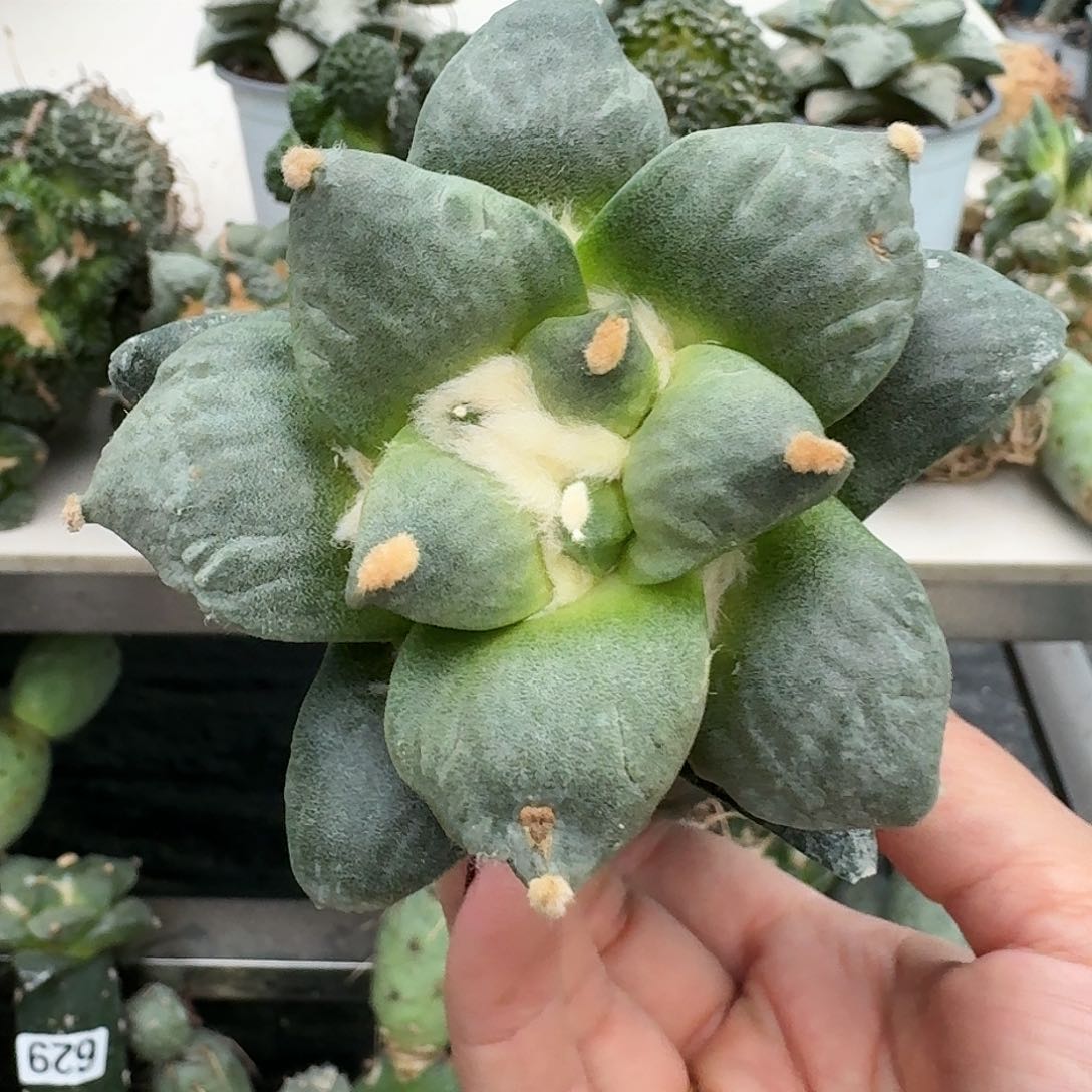【闪购商品】无花朵行*大牡丹959