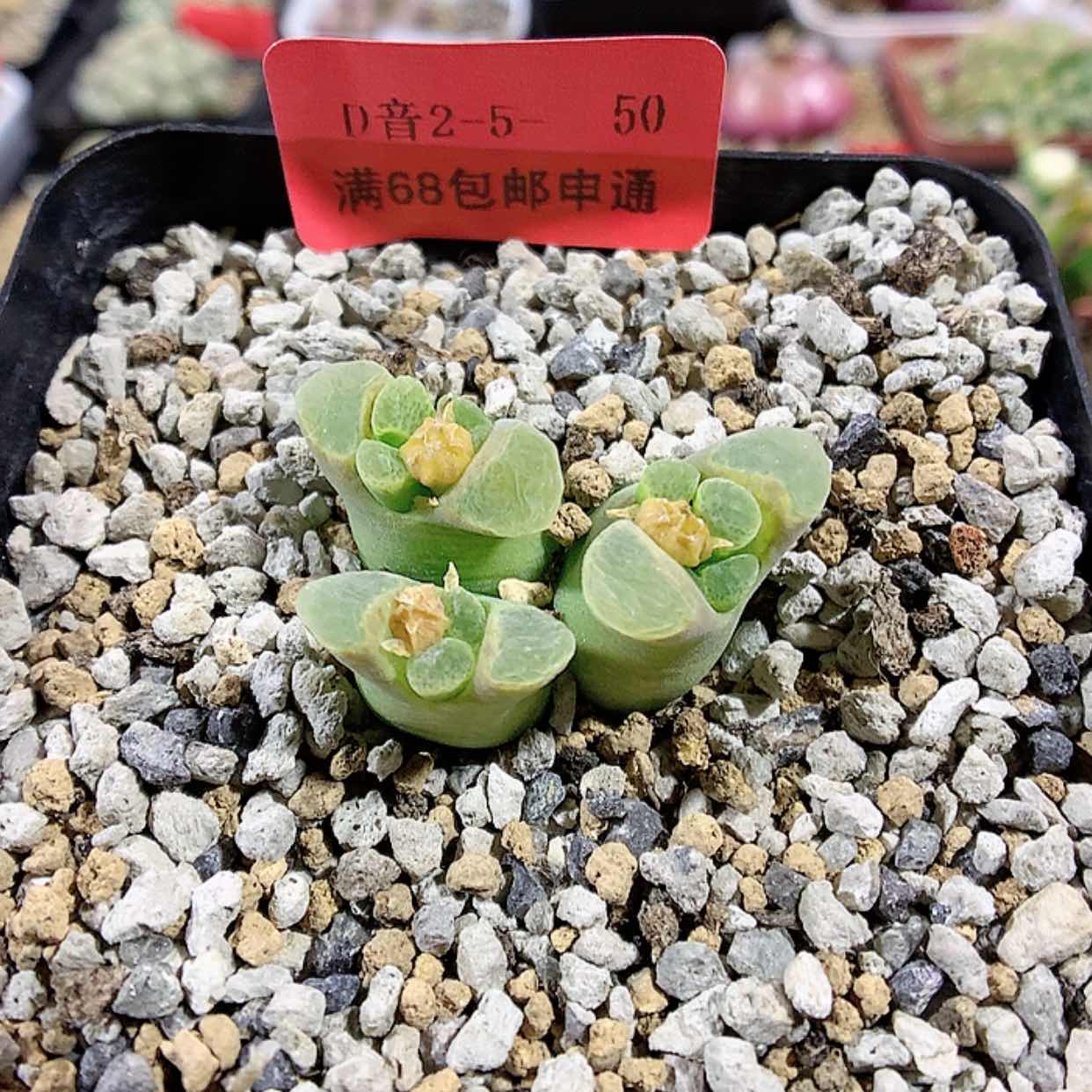 【闪购商品】2-5-50 风铃肉肉 20