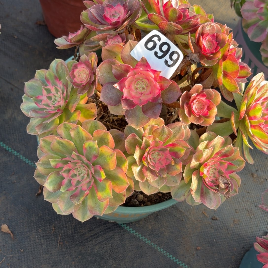 699开播福利荔枝多破体系与