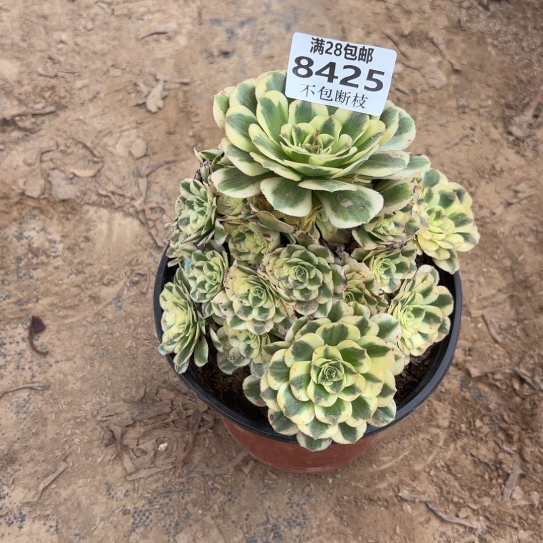 N. 8425迈巴赫有断指多肉？