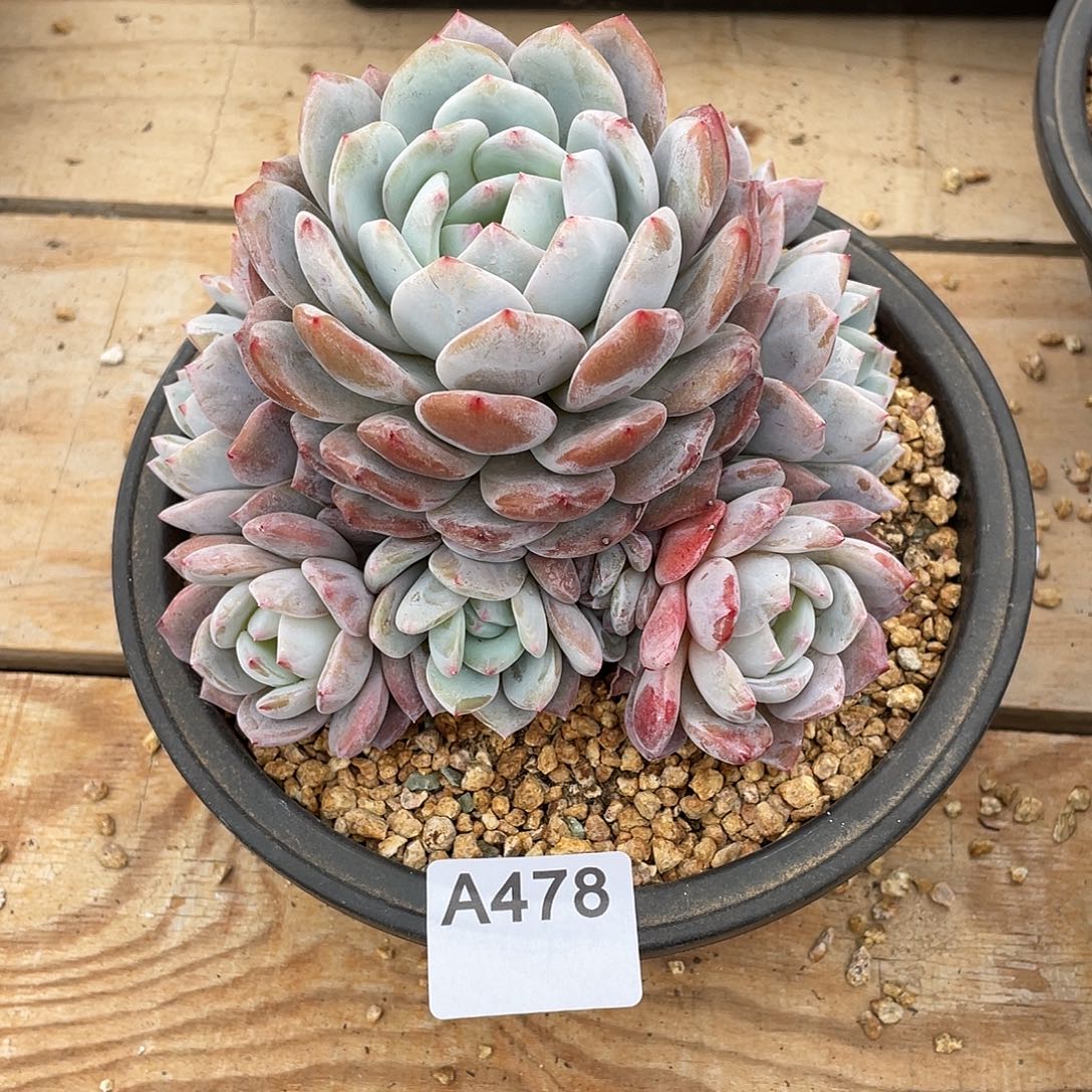 假****478多肉植物多肉植物