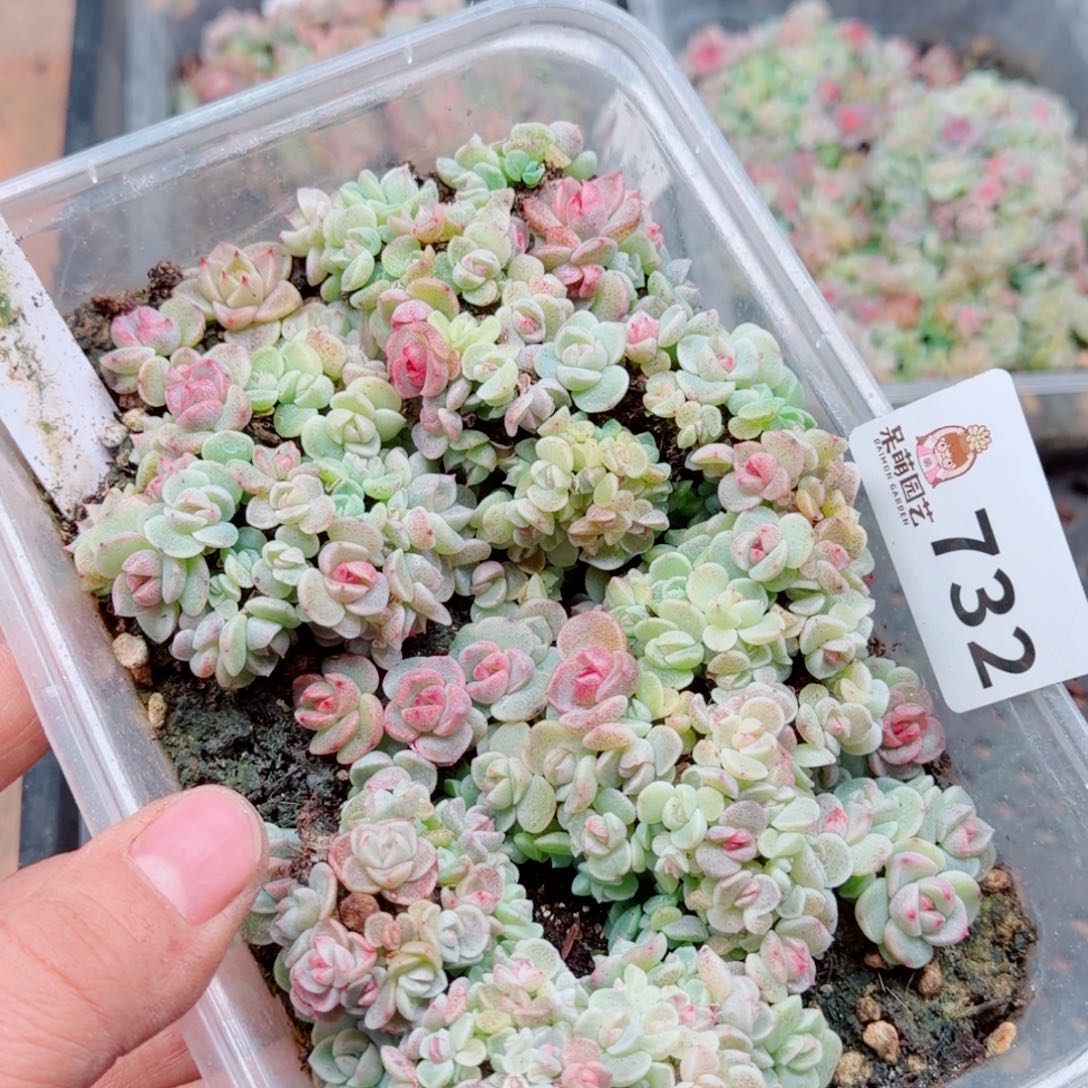 多肉植物多肉植物