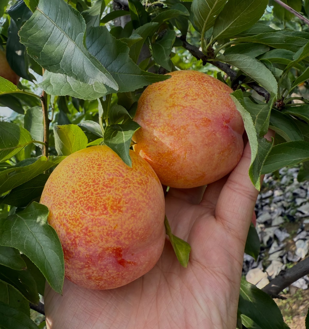 大红袍李子4.8-5.2 斤（稍生发货困软食用） 顺丰发货 限售辽宁省