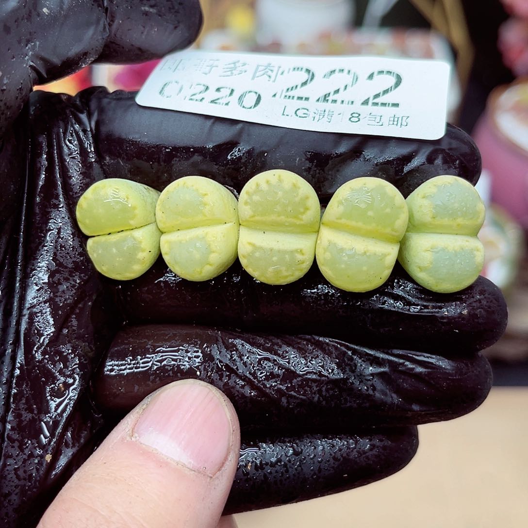 郎哥多肉生石花20-222