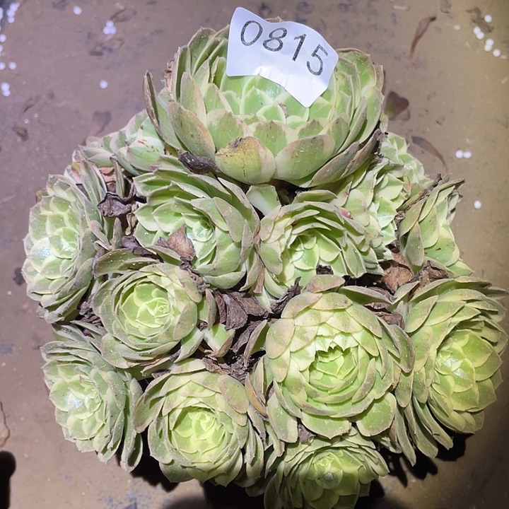 荷*田多肉植物法师815孔雀翎