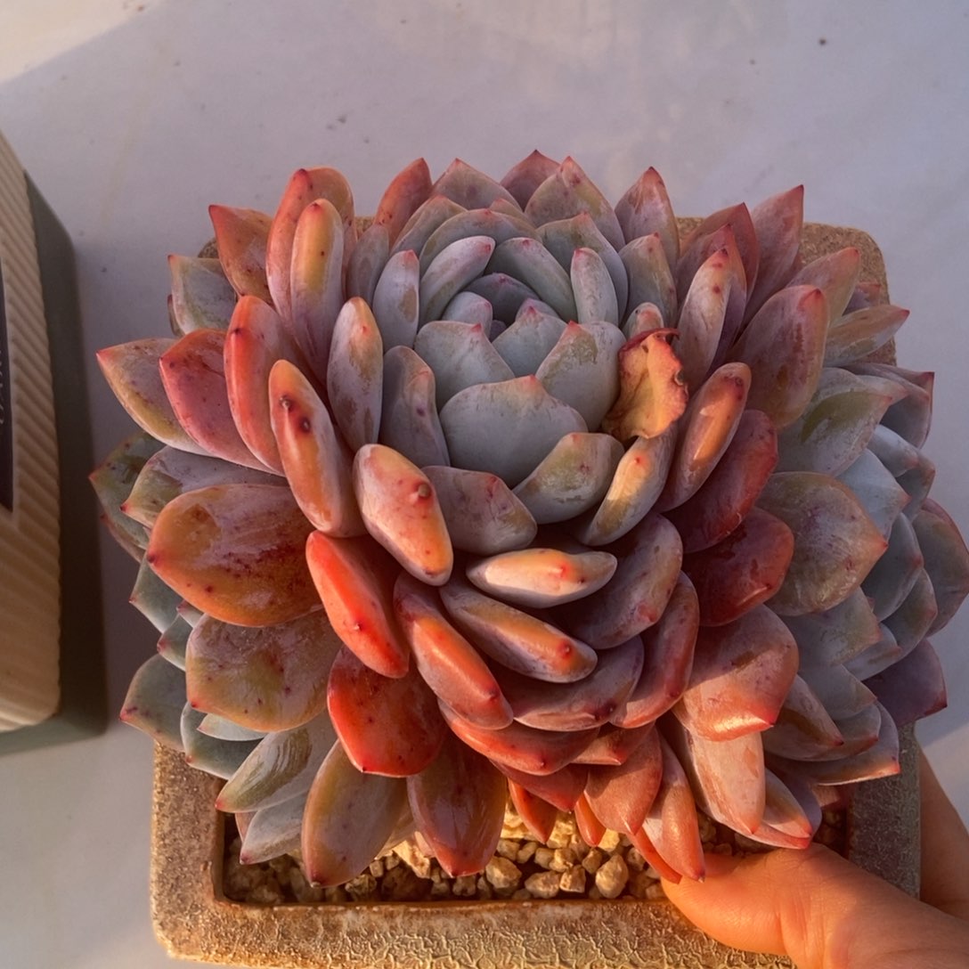 橙子多肉多肉多肉多肉