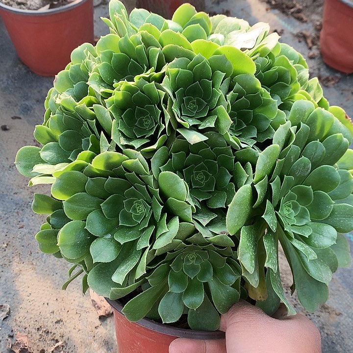578绿羊绒多肉植物
