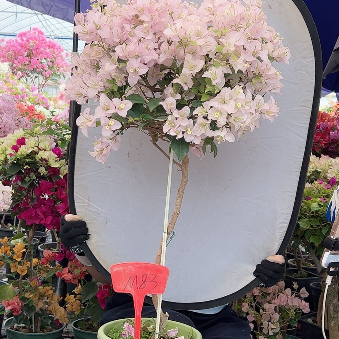 胖***胖大部分花苞少量开放M83苹果花