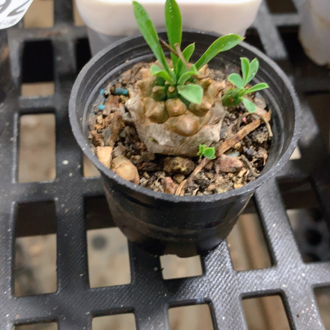 肉萌萌精控多肉 5cm盆量拍 小菠萝单头