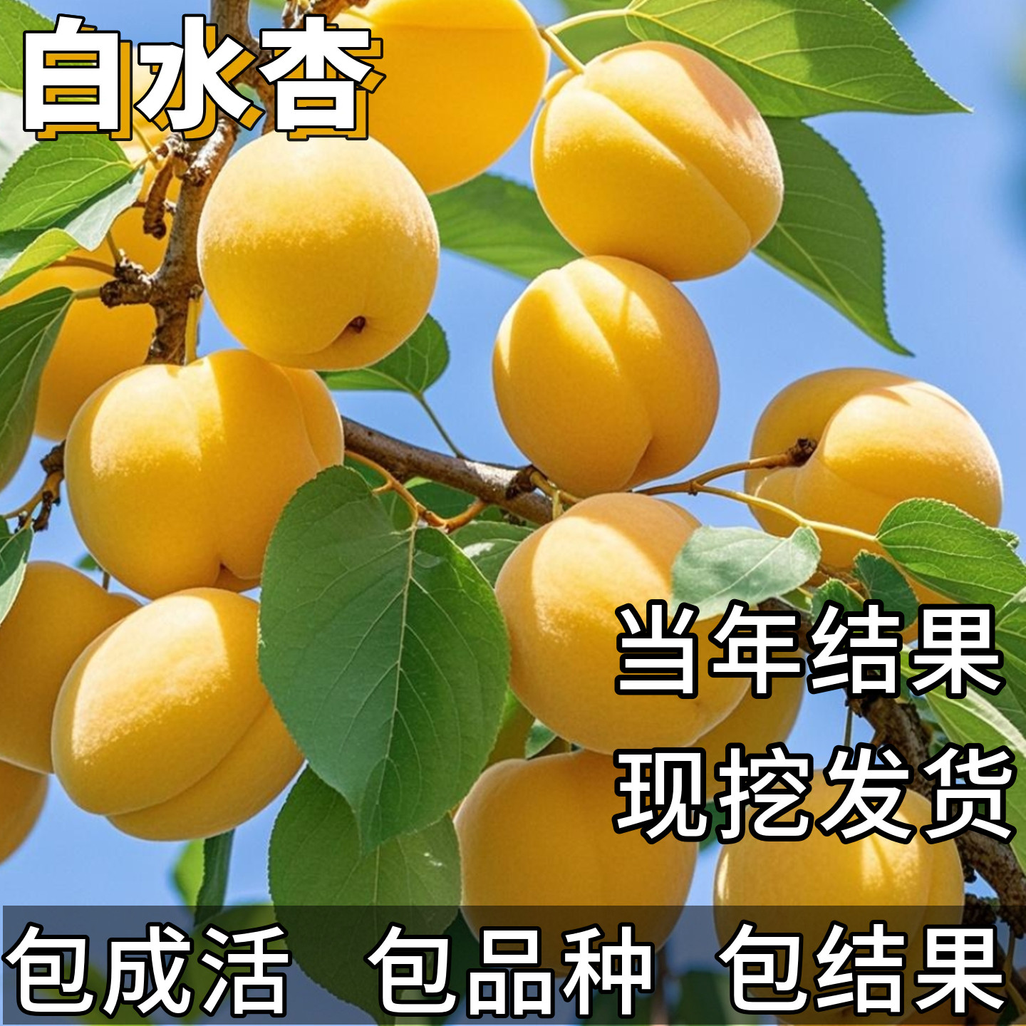 白水杏树果苗南北方庭院耐冻早熟特大号盆栽嫁接杏子大苗当年结果