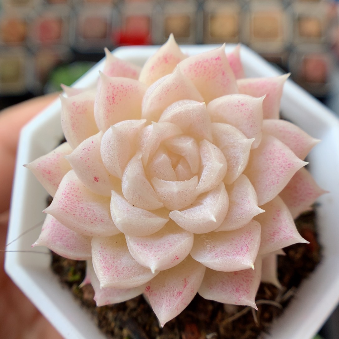 一物一拍精品多肉。1121