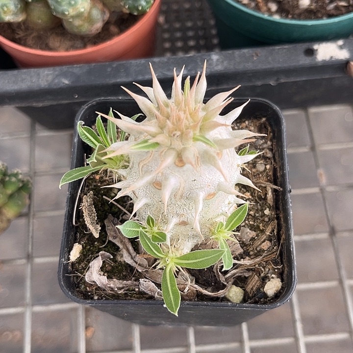 我也不知道我为什么