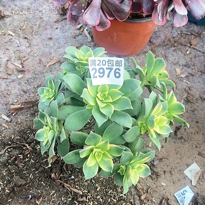 2976 一颗艳日辉法师