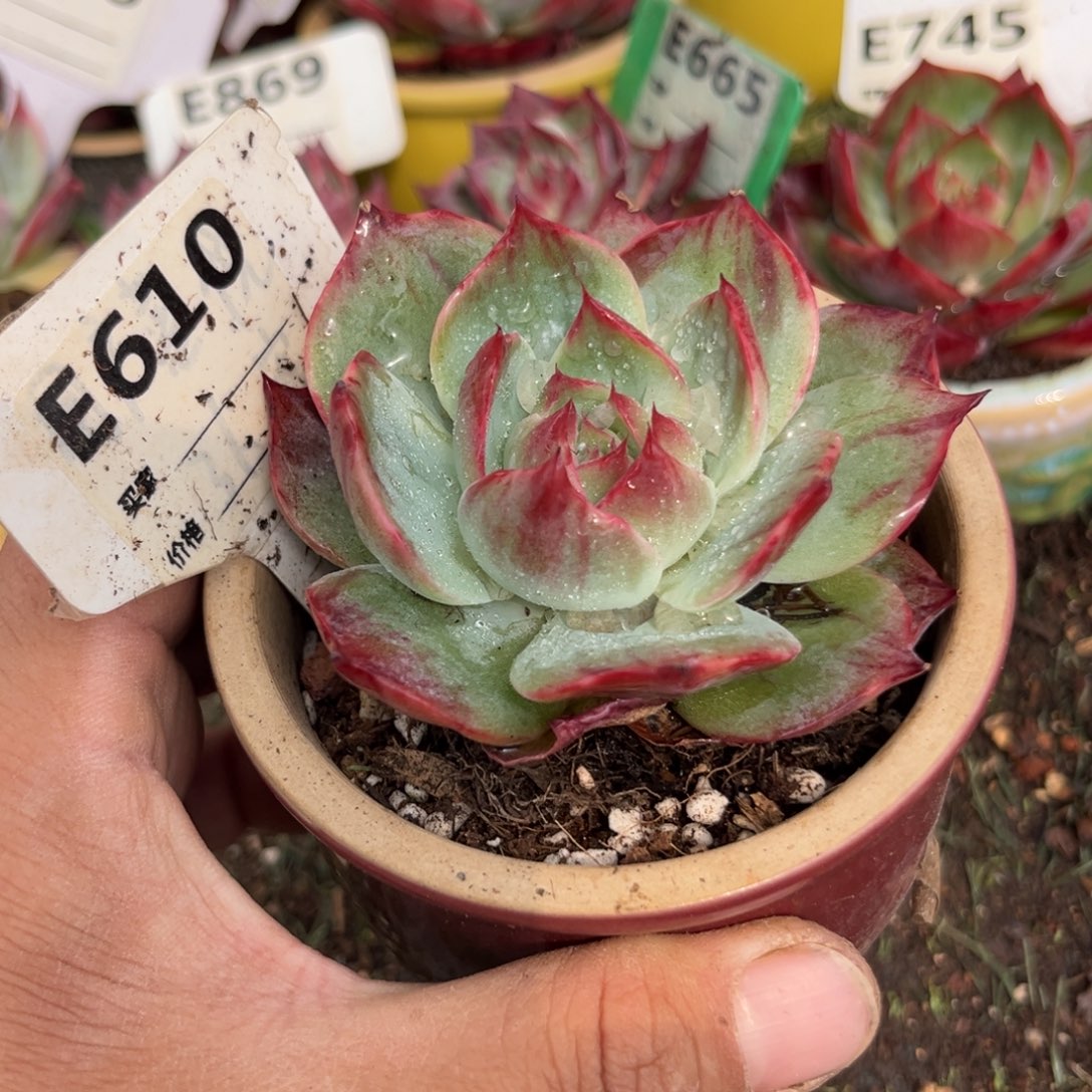 惊鸿一瞥610号多肉