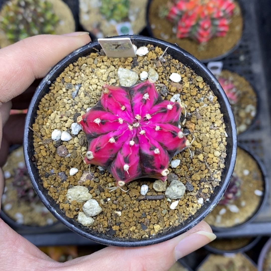 泰国进口米哈牡丹锦