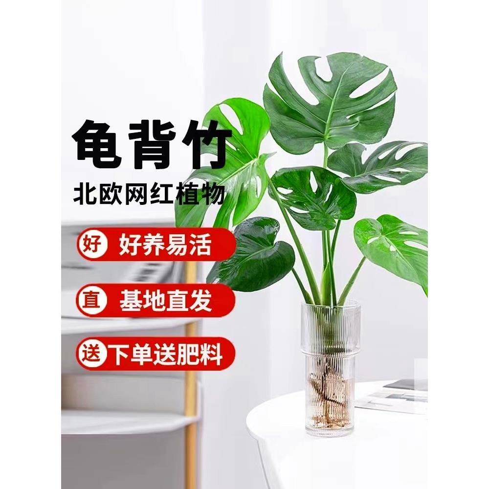 水培龟背竹盆栽净化空气水养富贵竹室内客厅绿植物好养桌面