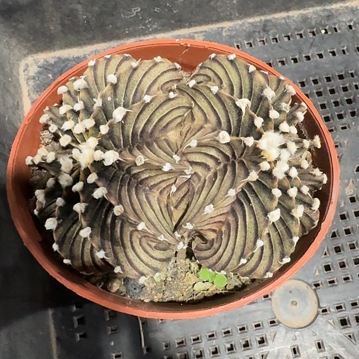 双头肋骨牡丹实生仙人球