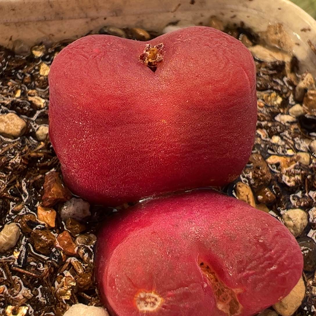 023多肉植物百科