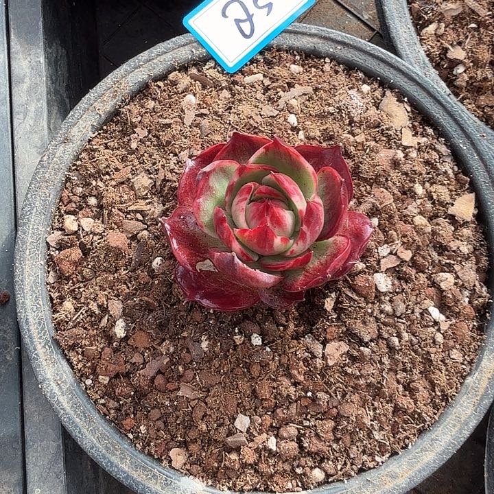 重***始25----------------