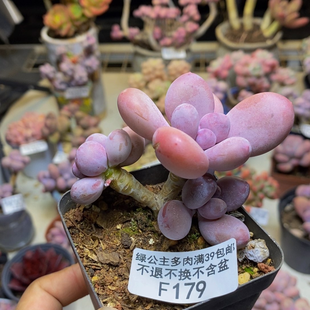 179蛋黄奶多肉6cm