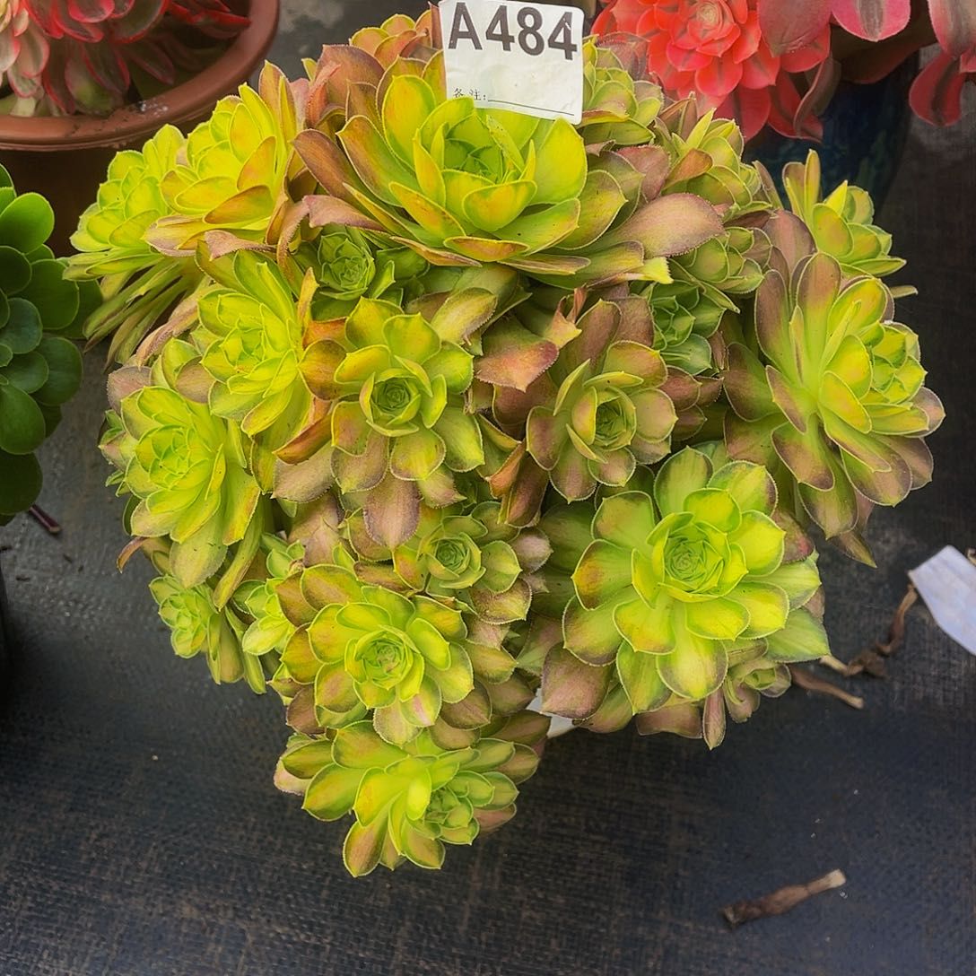 老庄韶华484福利出