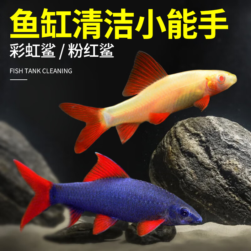 彩虹鲨粉红鲨鱼缸清洁小能手粪便绿藻耐活观赏鱼