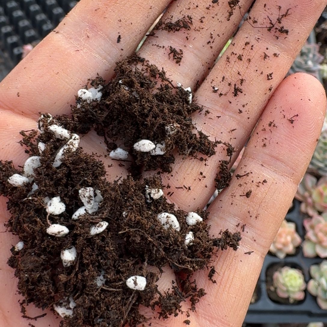 带珍珠盐土10l量拍发货