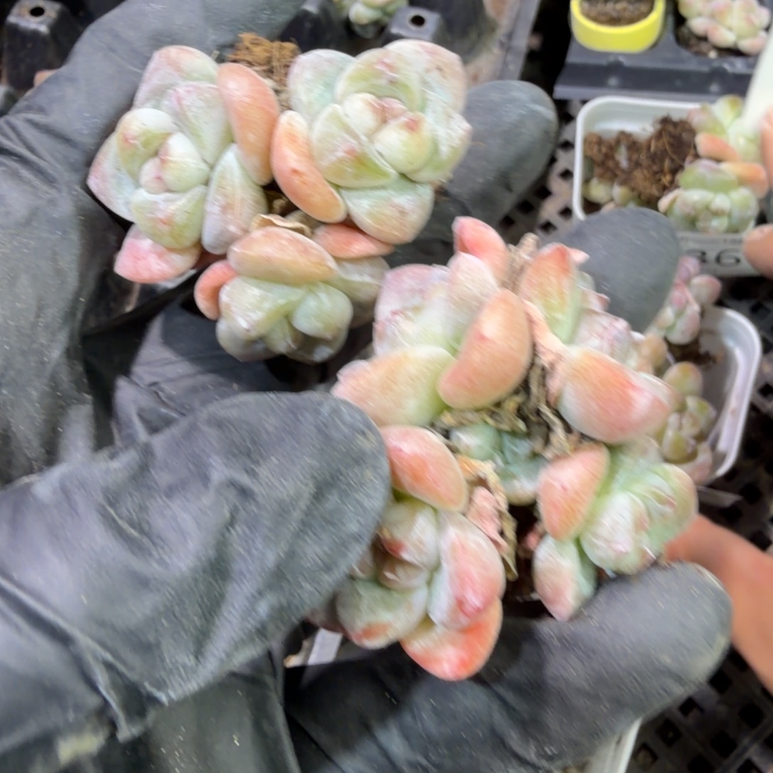 136 号到手1框江北多肉