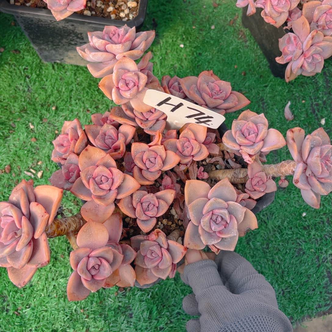 仙*猫74fgghjjjjjjjjj