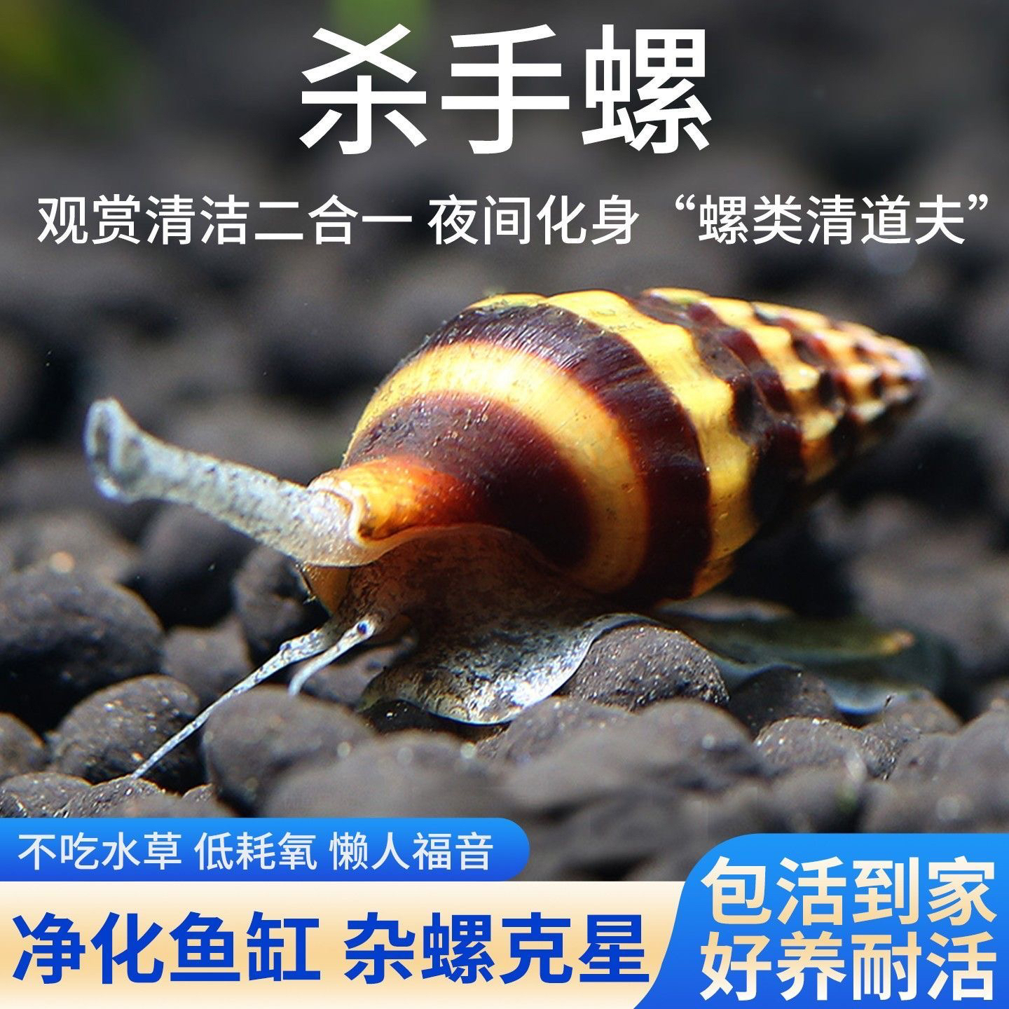 杀手螺除藻除杂螺吃涡虫观赏螺苹果螺黑金刚彩蛋螺蜗牛螺好养耐活