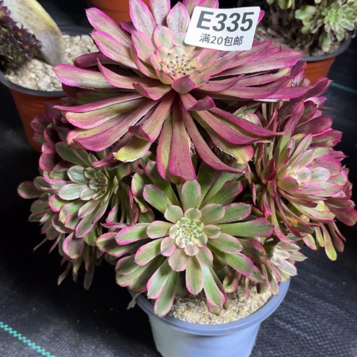 瑞妈一物一拍335