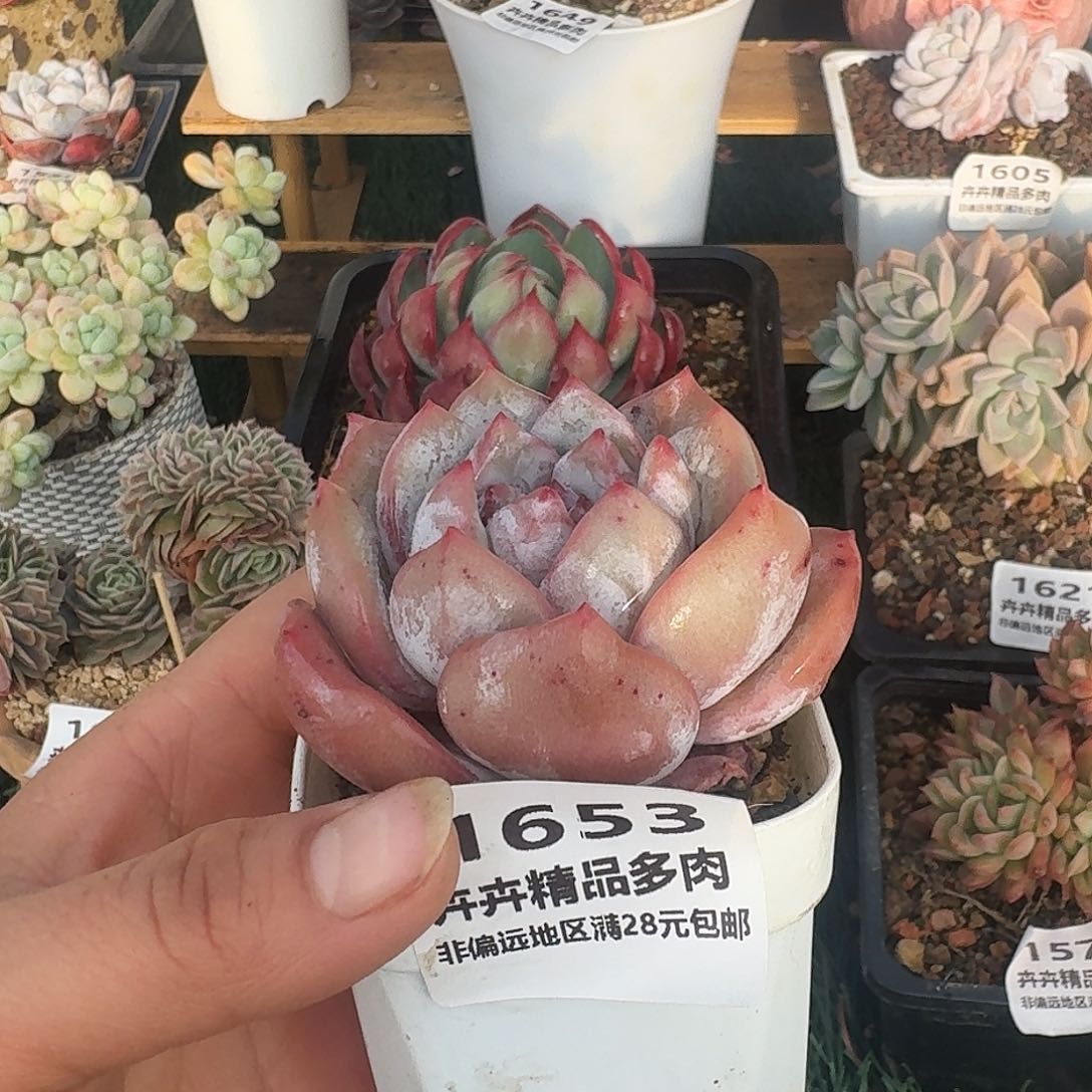 1653一物一拍（满28包邮¥