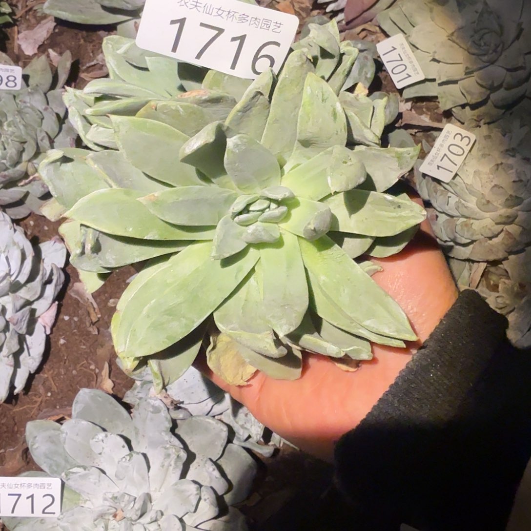 3代杂交仙女杯多肉福利瑕疵