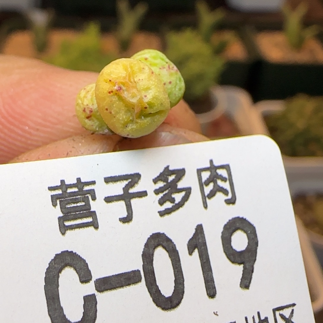 花猫斑马。           