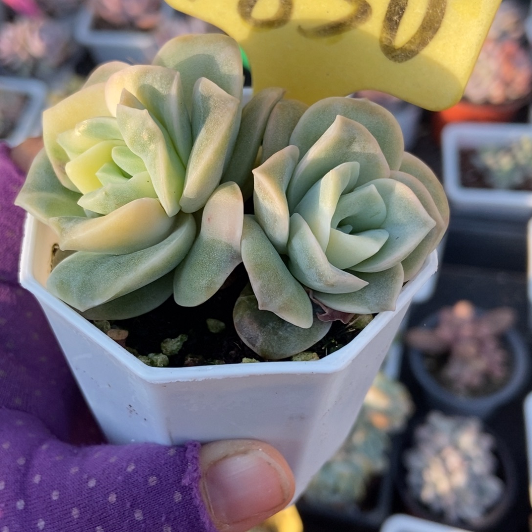 1850可爱玫瑰锦多肉植物