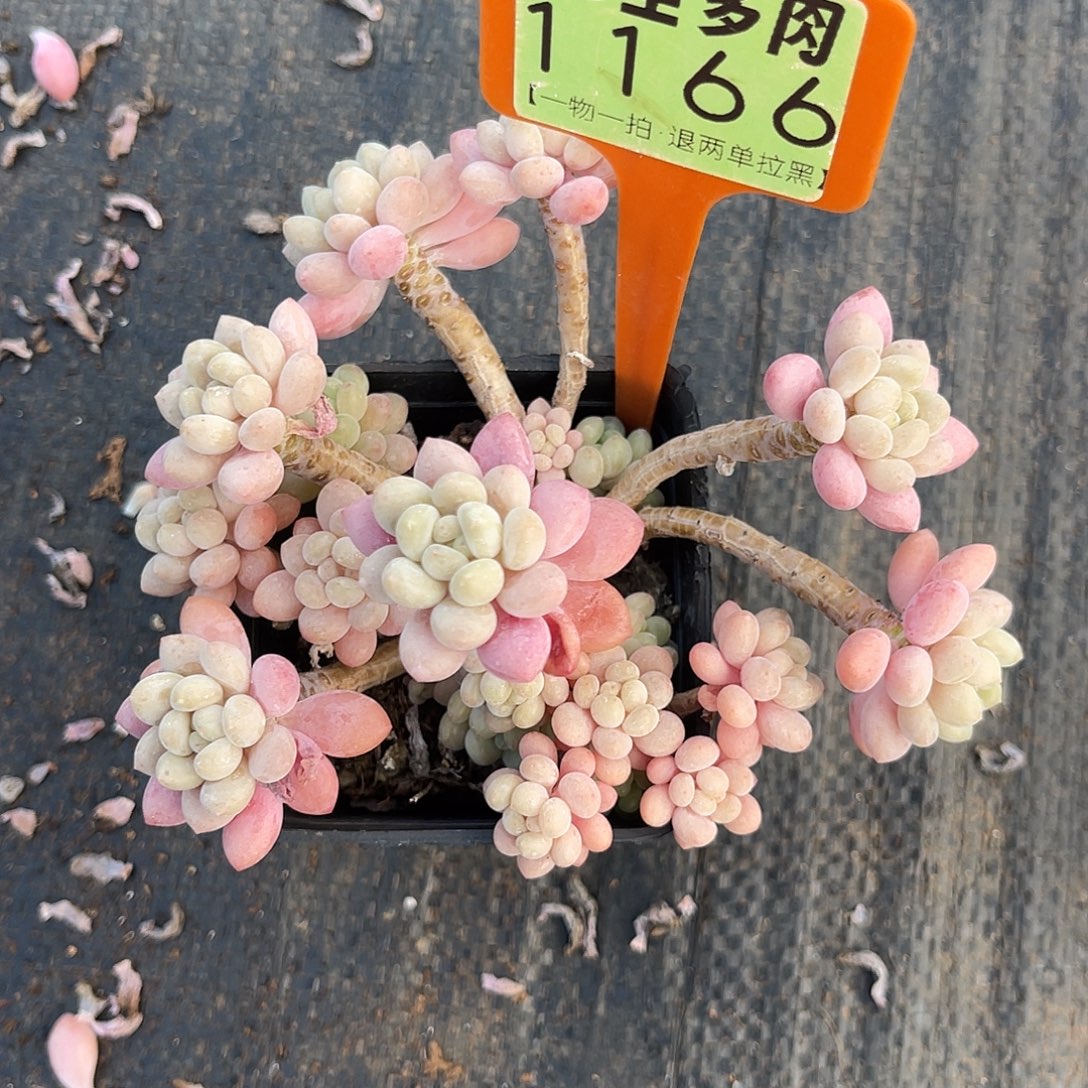 云尘多肉一物一拍 1166,