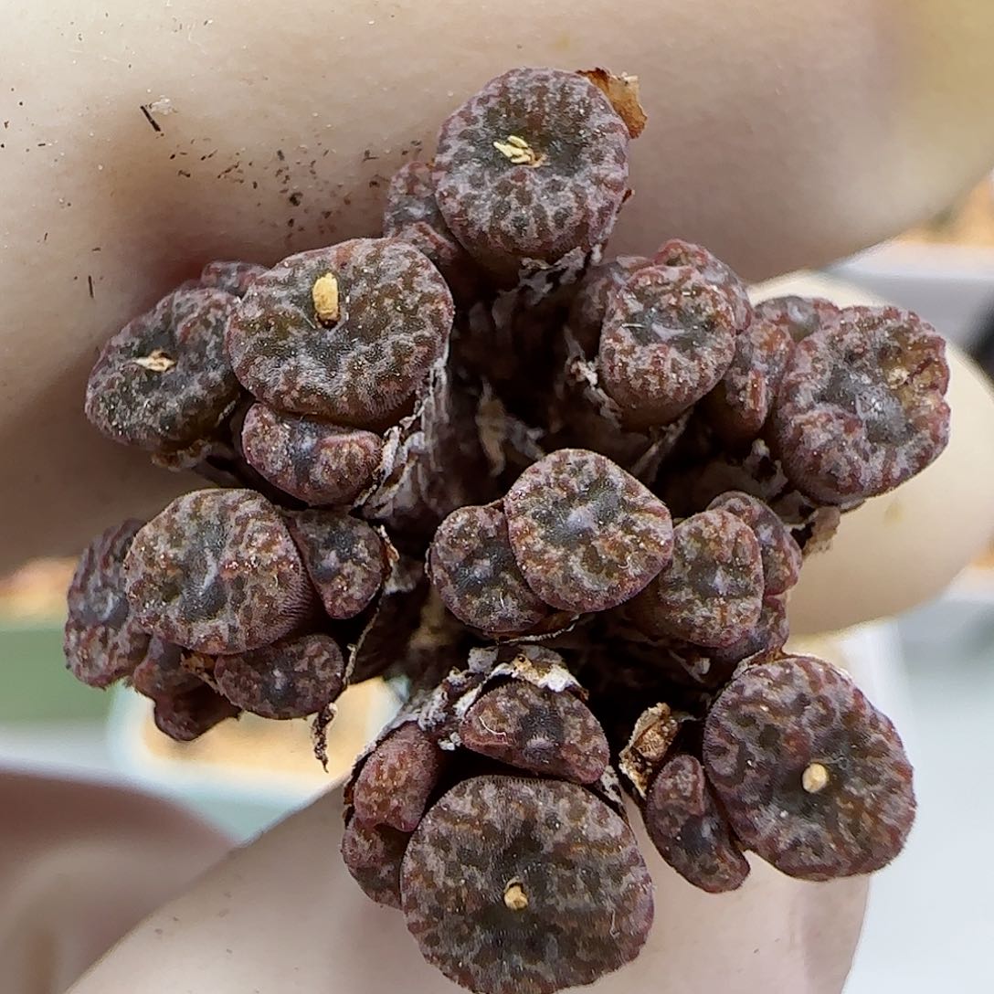 536红珊瑚小型种