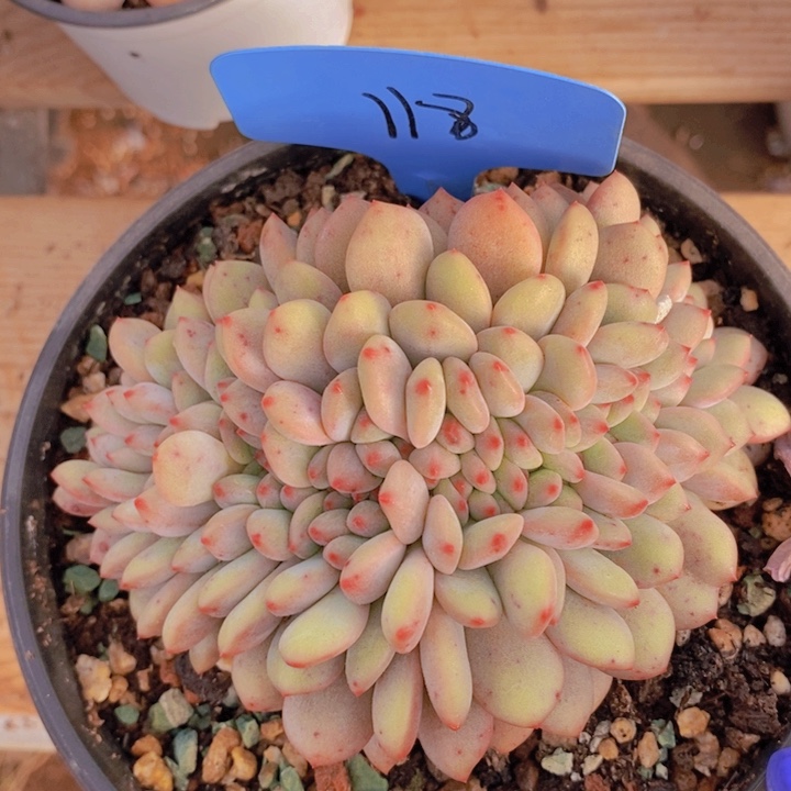 在家里面吃饭的人不