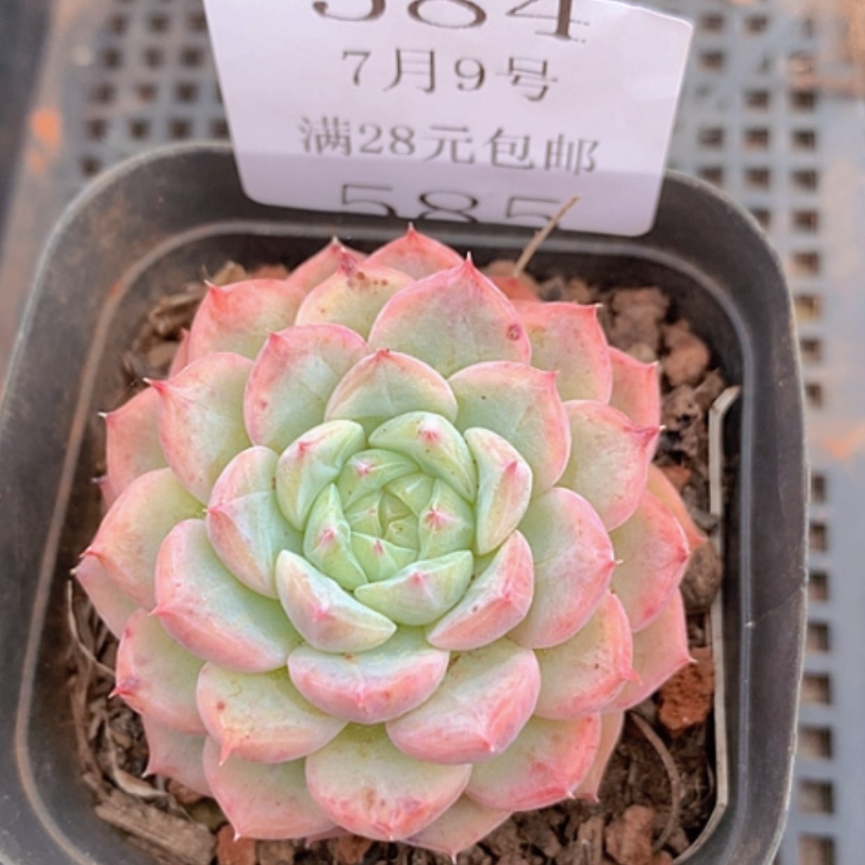 【闪购商品】云585号