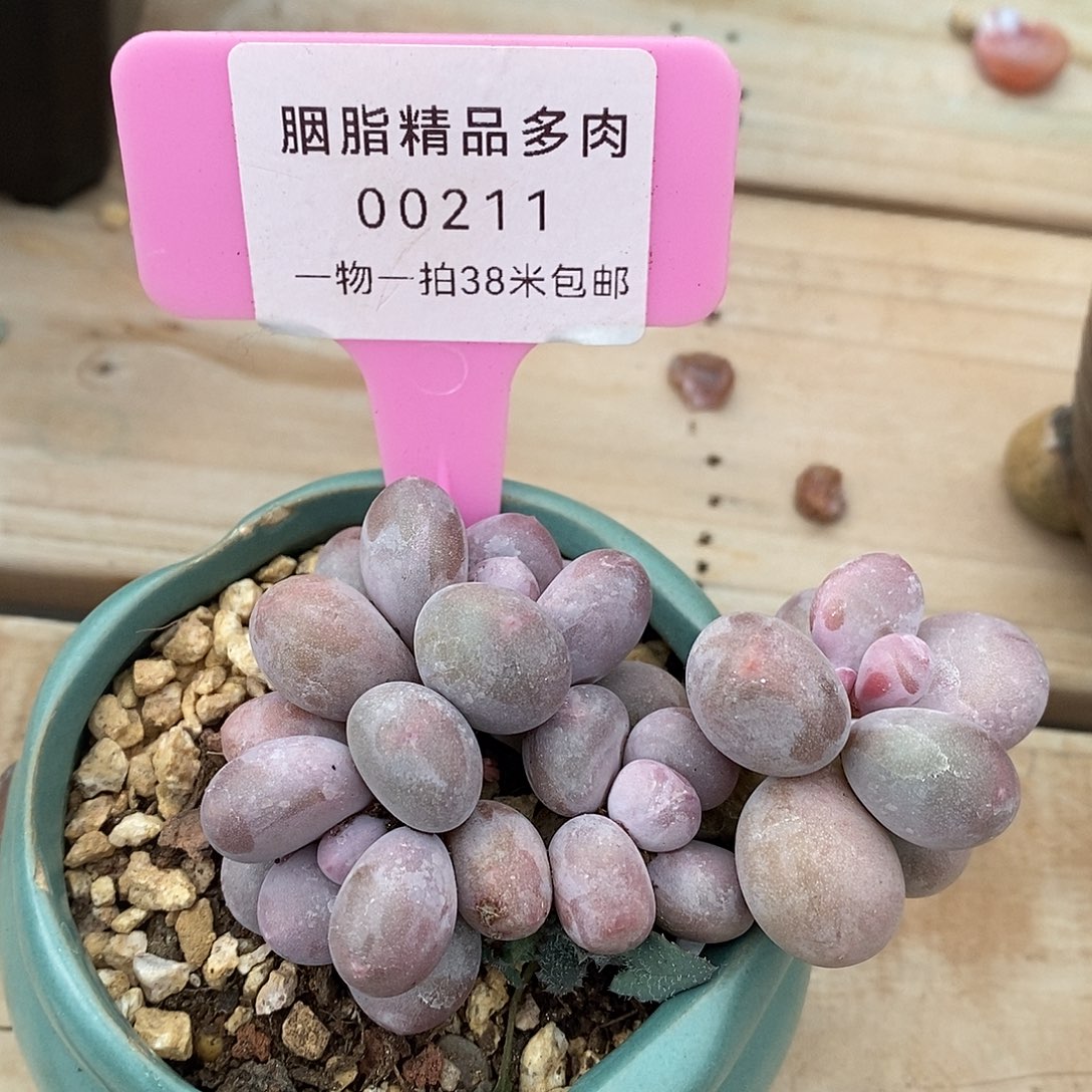 00211奥体去啊烤鱼了咯哦