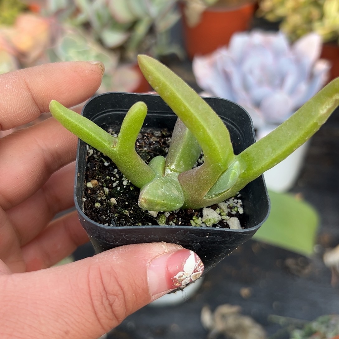 多肉植物怪鸟菊群生