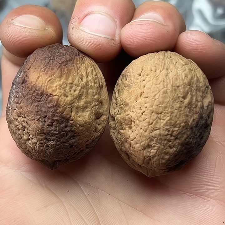 把件文玩核桃10号花彩小罗汉34尺