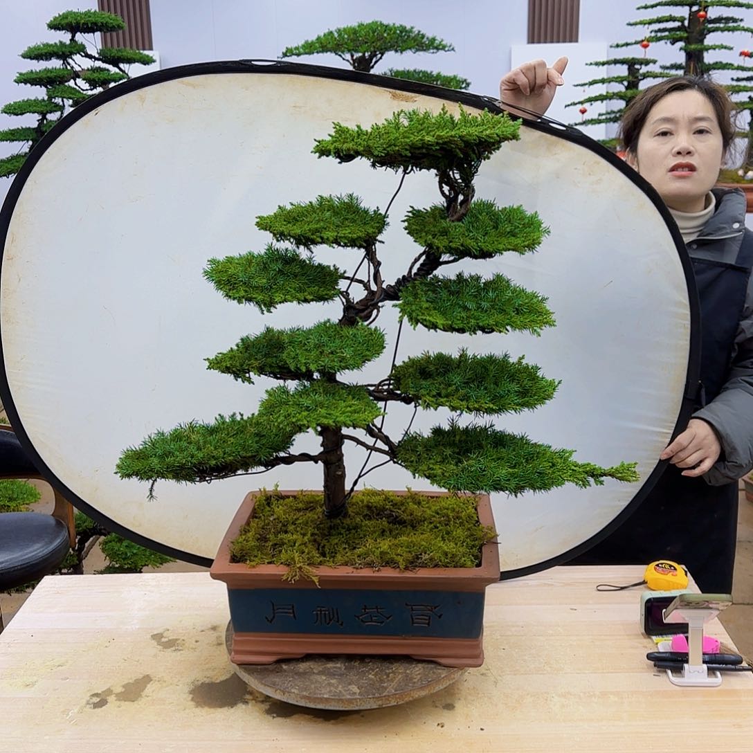 盆景直播间一物一拍