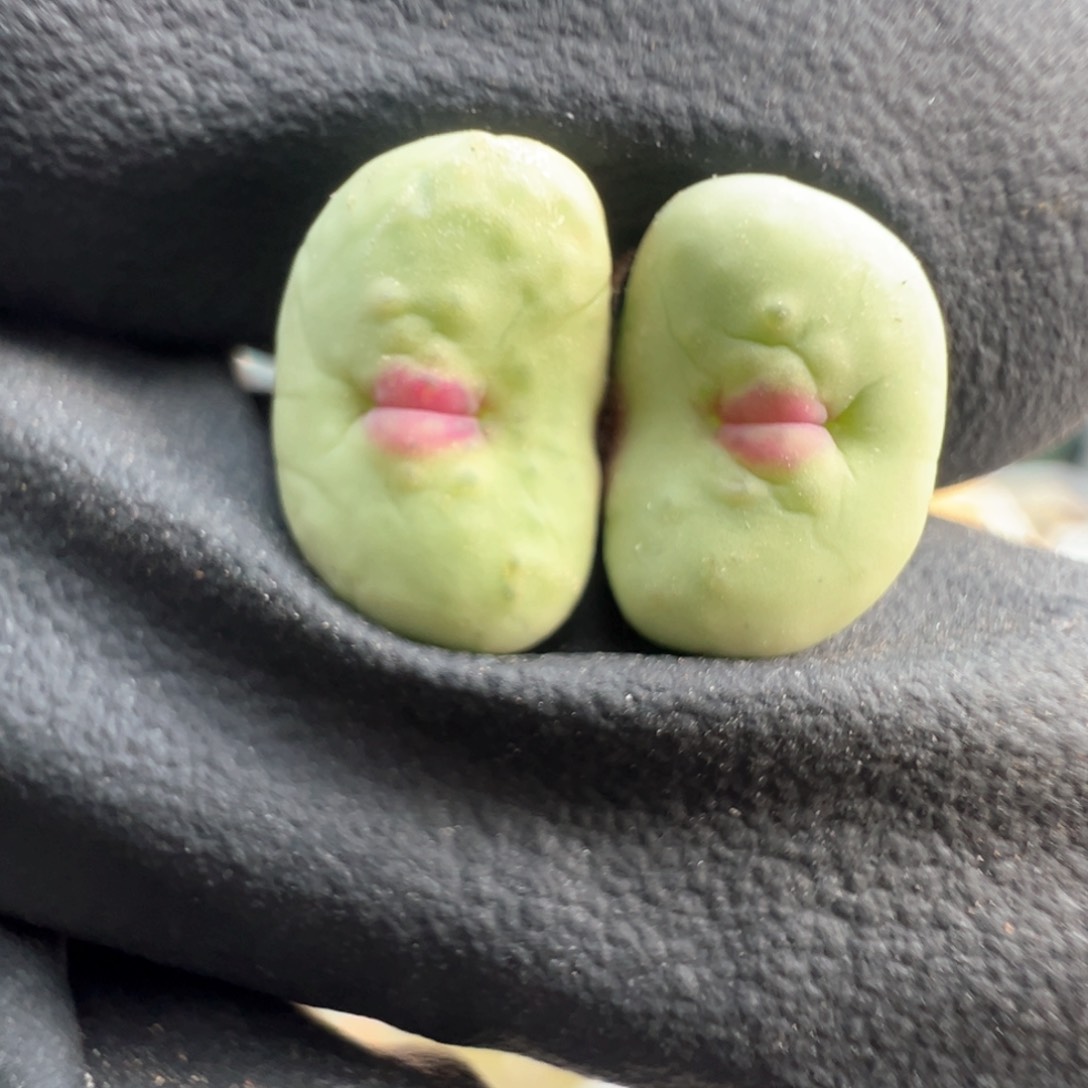 532号美嘴。             