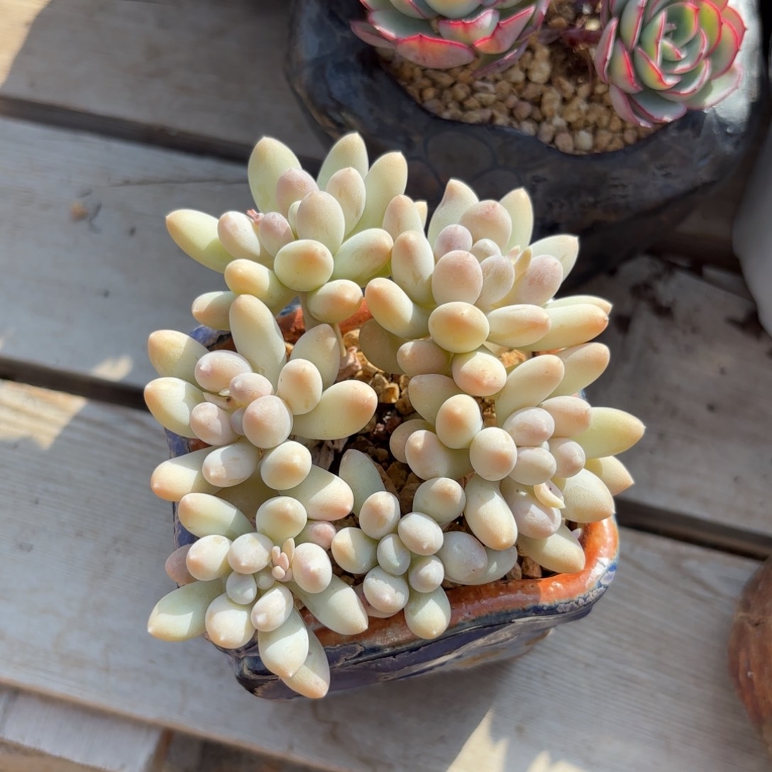 奶油手指 11111111111111