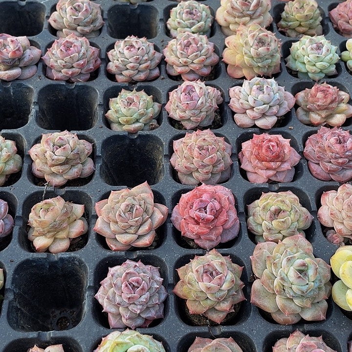 小紫葡萄1元带土发货